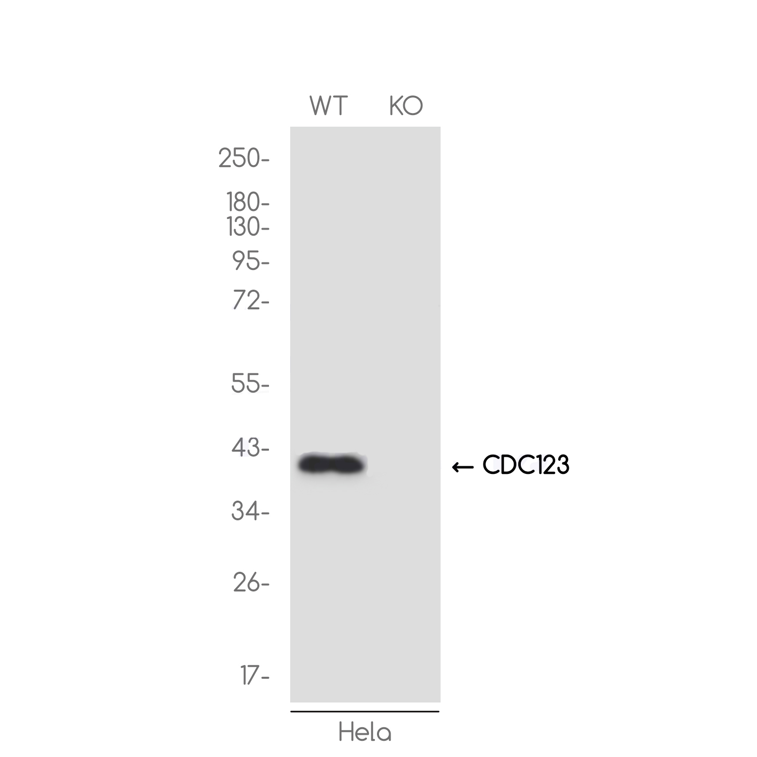 1 - [KO]CDC123 Rabbit mAb AP76431