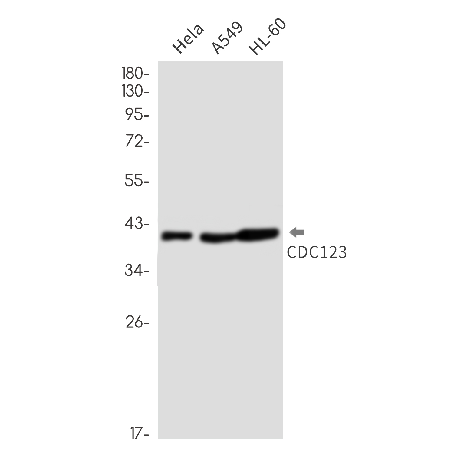 4 - [KO]CDC123 Rabbit mAb AP76431