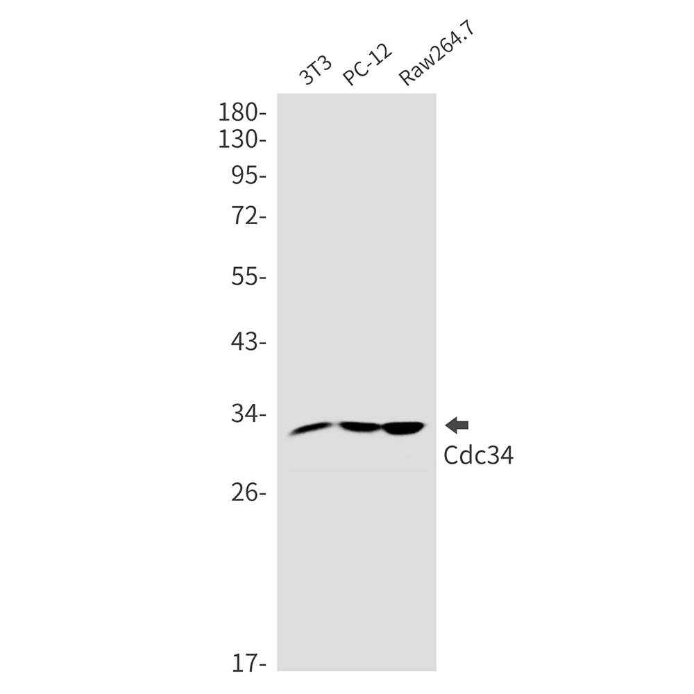 1 - CDC34 Rabbit mAb AP76432
