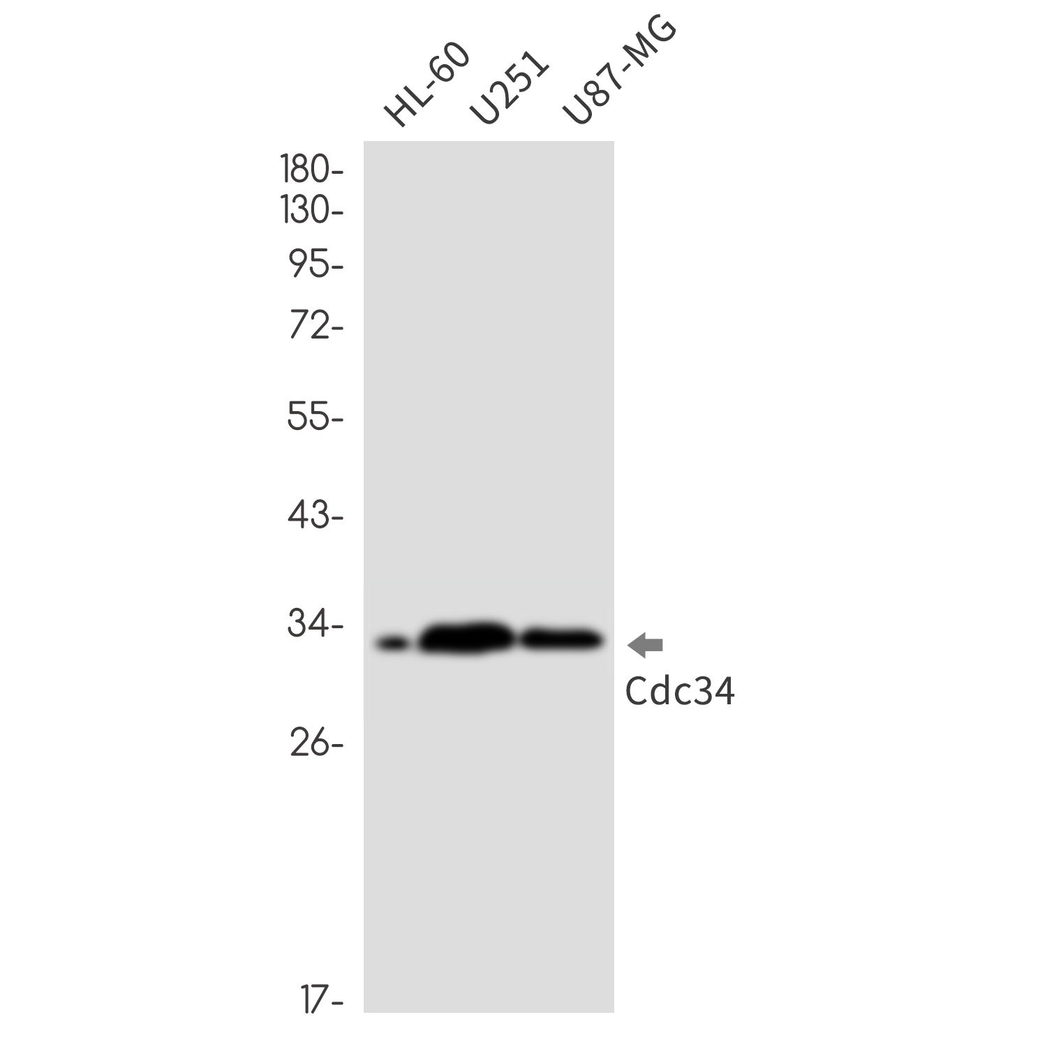 8 - CDC34 Rabbit mAb AP76432