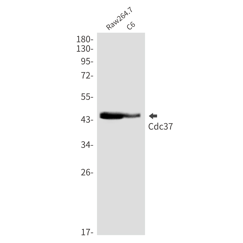 1 - CDC37 Rabbit mAb AP76433