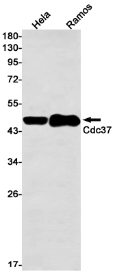 1 - CDC37 Rabbit mAb AP76434