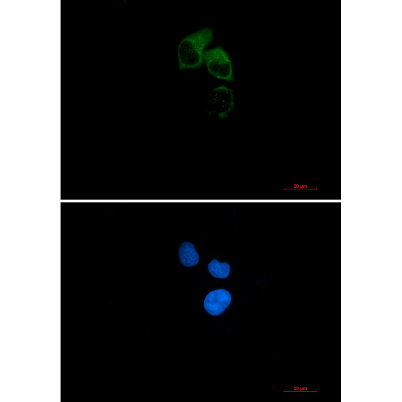 1 - CEP55 Rabbit mAb AP76438