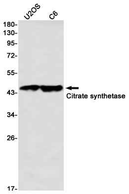 2 - Citrate Synthetase Rabbit mAb AP76440