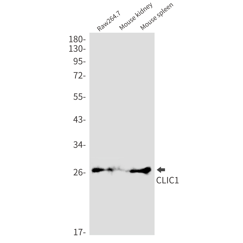 8 - CLIC1 Rabbit mAb AP76442