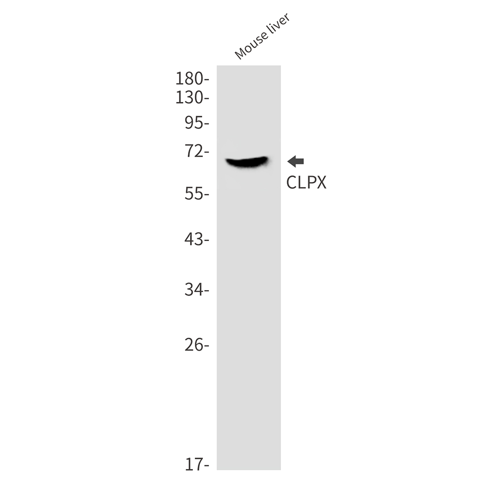 8 - CLPX Rabbit mAb AP76444