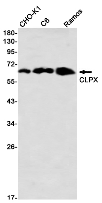 0 - CLPX Rabbit mAb AP76444