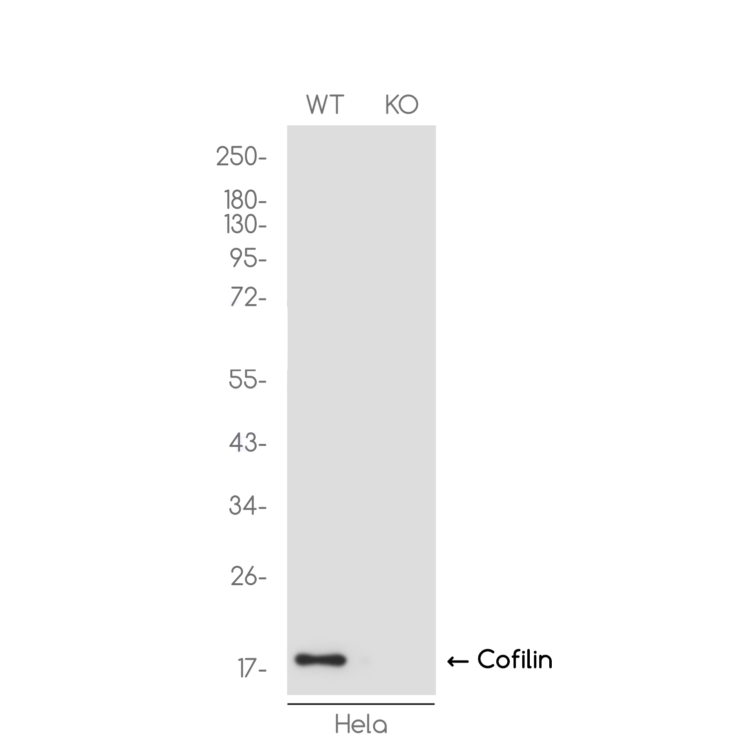 1 - [KO]Cofilin 1 Rabbit mAb AP76446