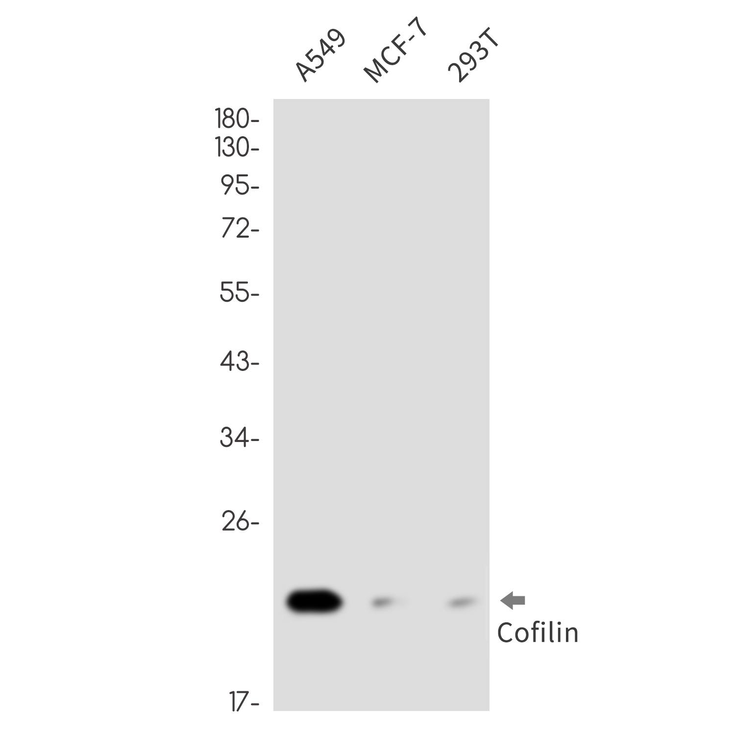 2 - [KO]Cofilin 1 Rabbit mAb AP76446