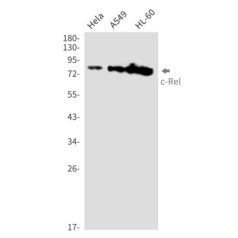 1 - c-Rel Rabbit mAb AP76448