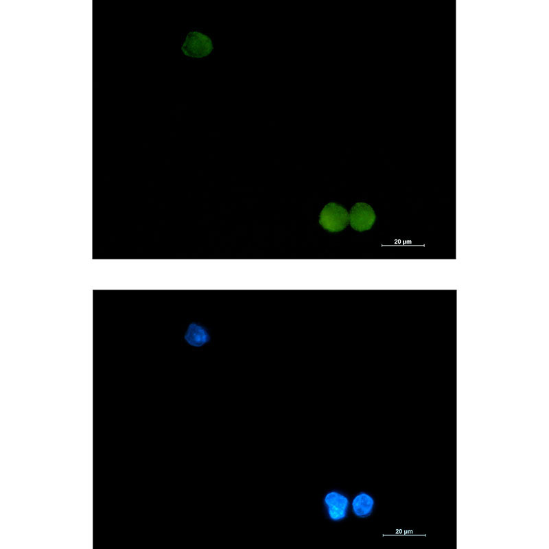 1 - CrkL Rabbit mAb AP76449