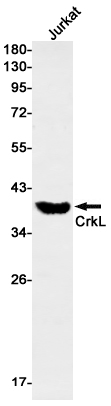 2 - CrkL Rabbit mAb AP76449