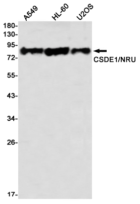 2 - CSDE1/NRU Rabbit mAb AP76450