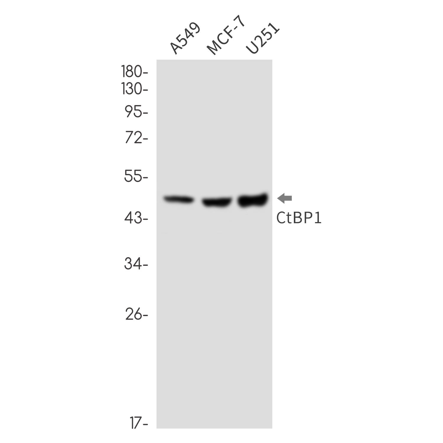 2 - CTBP1 Rabbit mAb AP76453