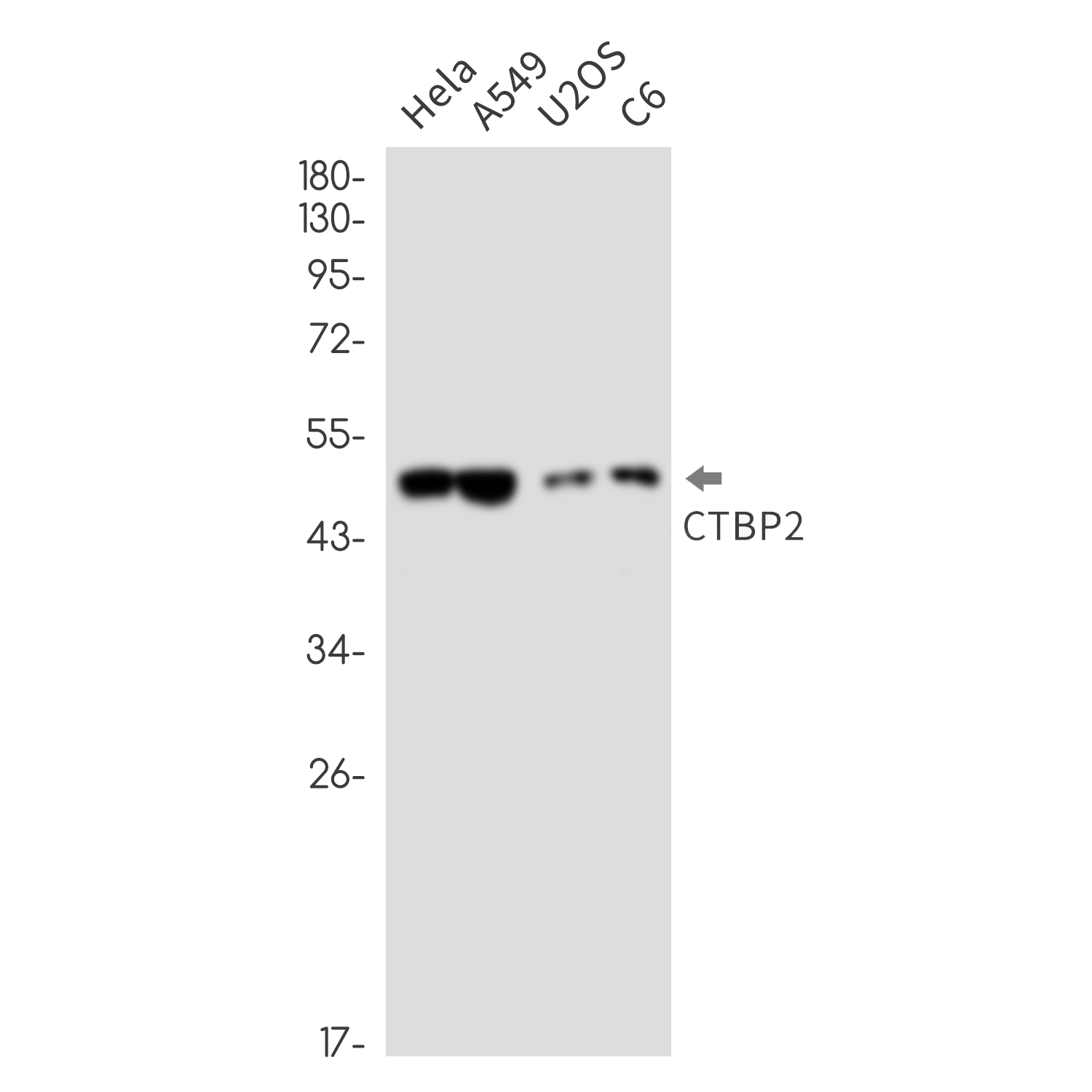 2 - CTBP2 Rabbit mAb AP76454