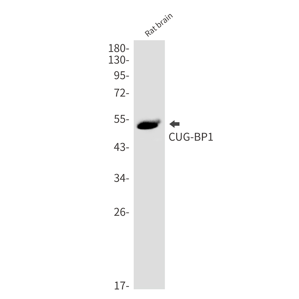 2 - CUG BP1 Rabbit mAb AP76455