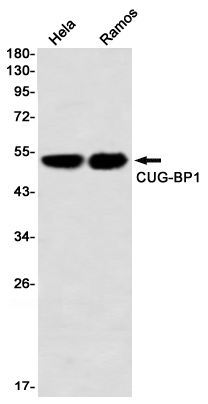 8 - CUG BP1 Rabbit mAb AP76455