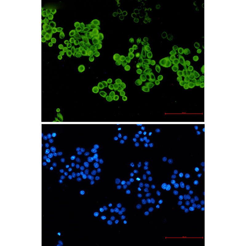 3 - Cytochrome P450 2D6 Rabbit mAb AP76459