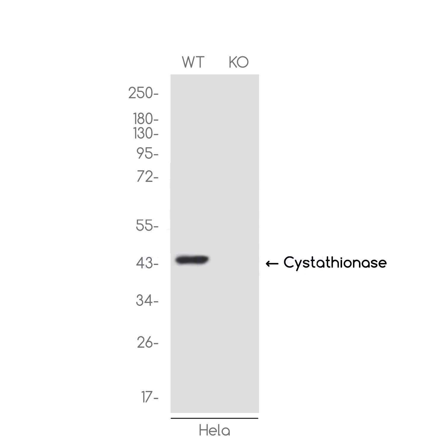 1 - [KO]Cystathionase Rabbit mAb AP76460