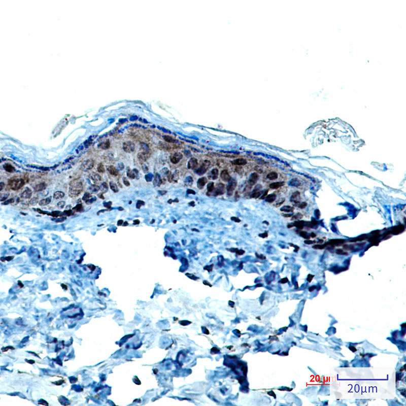 1 - Cytokeratin 9 Rabbit mAb AP76462