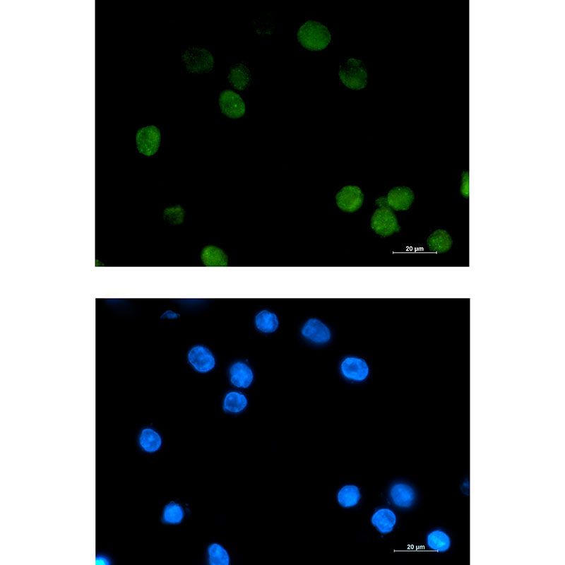 1 - Daxx Rabbit mAb AP76464