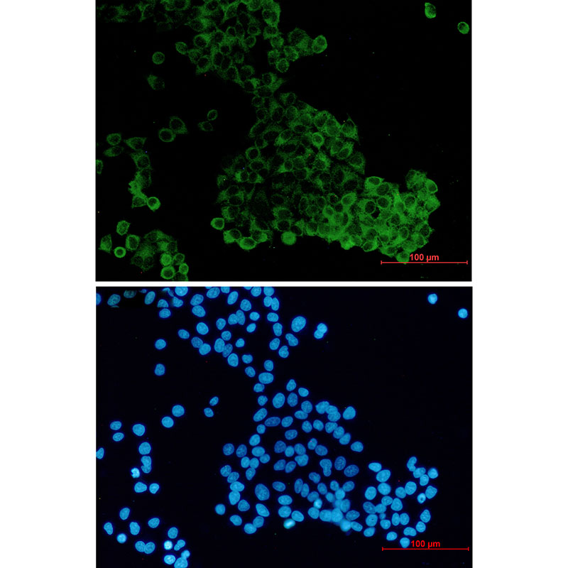 8 - DENN Rabbit mAb AP76466