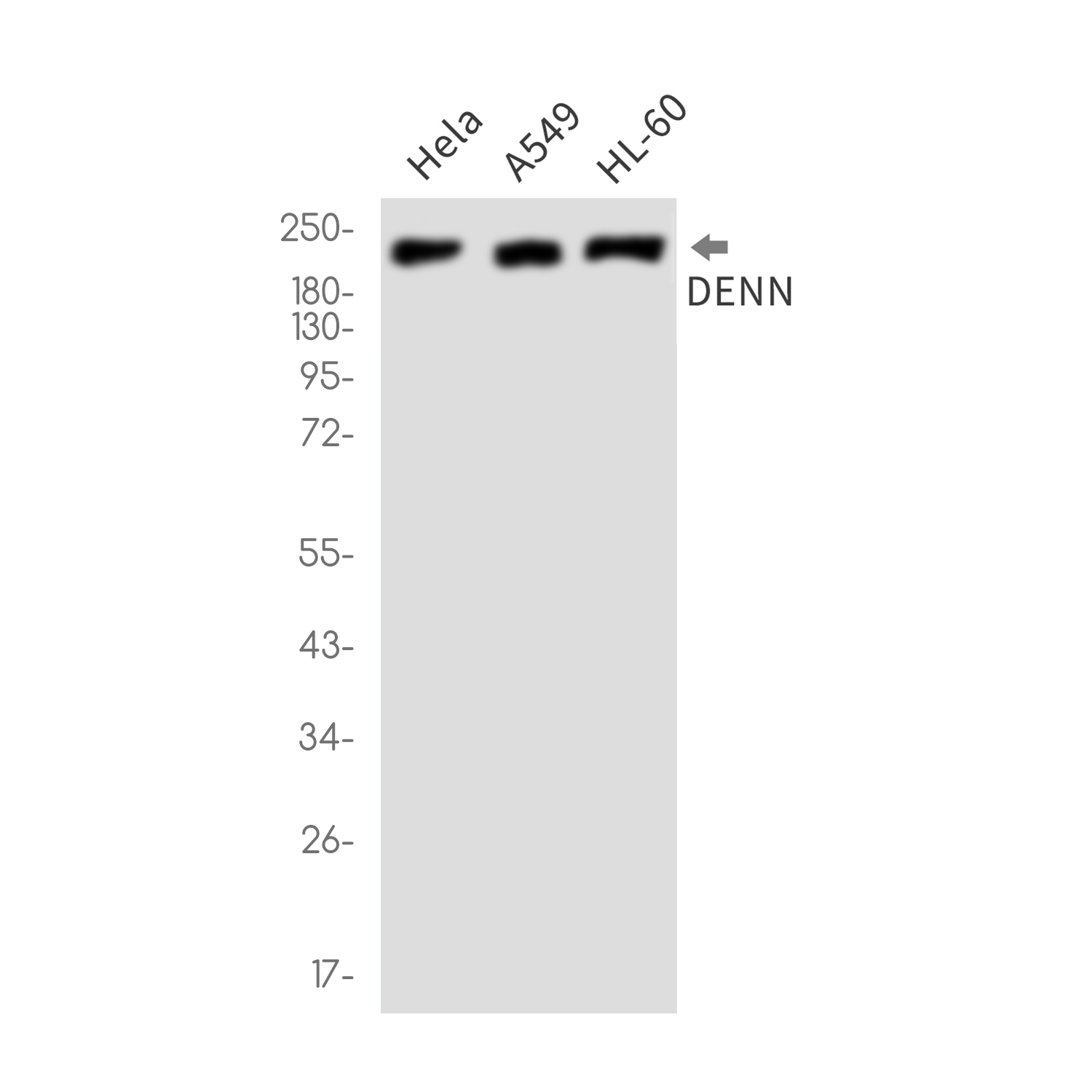 1 - DENN Rabbit mAb AP76466