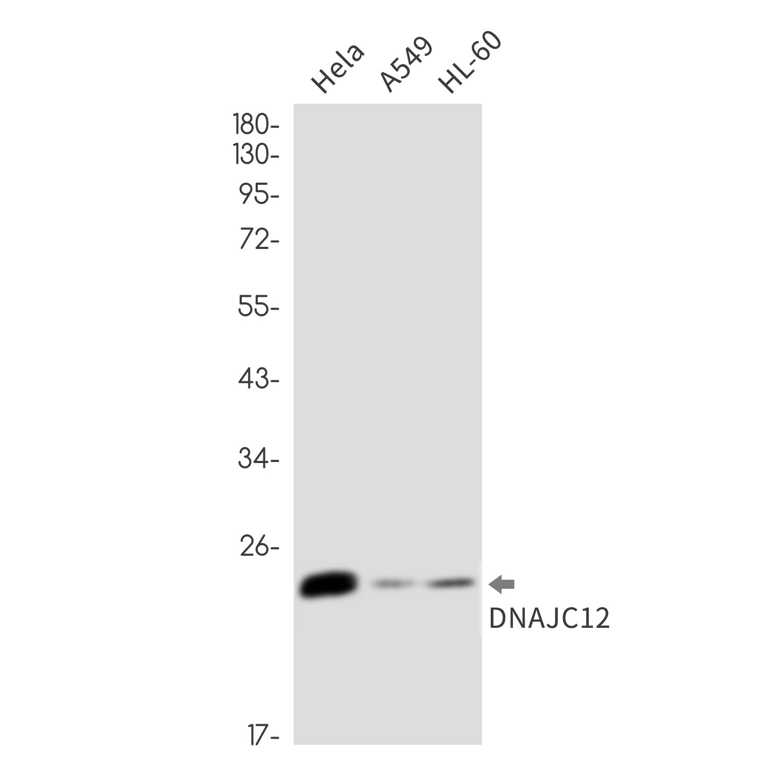 1 - DNAJC12 Rabbit mAb AP76471