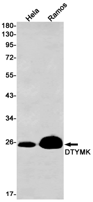 1 - DTYMK Rabbit mAb AP76473