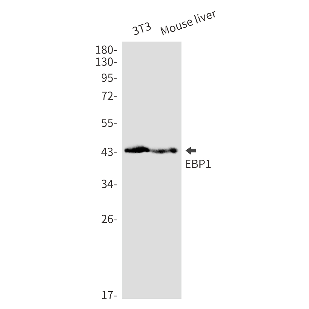 1 - EBP1 Rabbit mAb AP76474