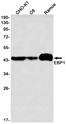 2 - EBP1 Rabbit mAb AP76474