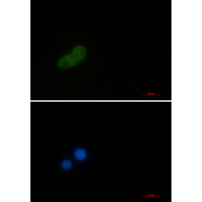 1 - eEF1A1/EF-Tu Rabbit mAb AP76475