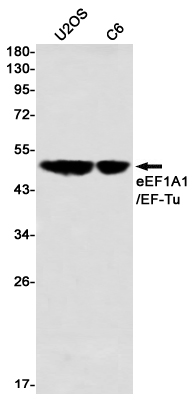 2 - eEF1A1/EF-Tu Rabbit mAb AP76475