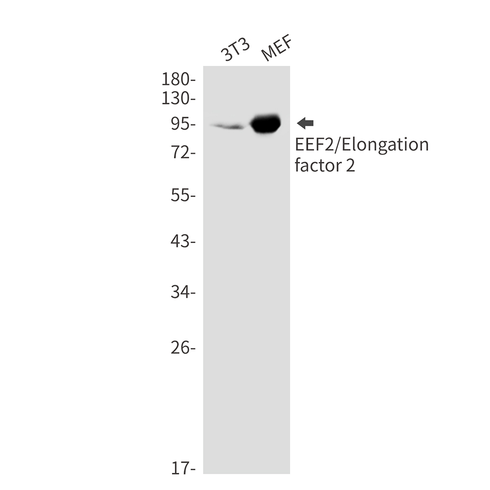2 - EEF2/Elongation factor 2 Rabbit mAb AP76477