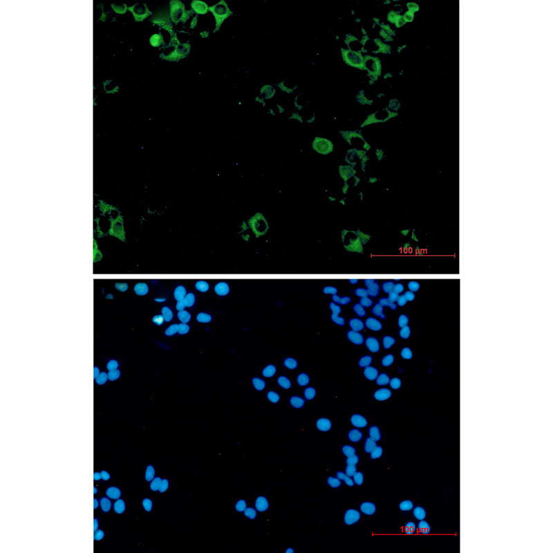 3 - Eg5 Rabbit mAb AP76479