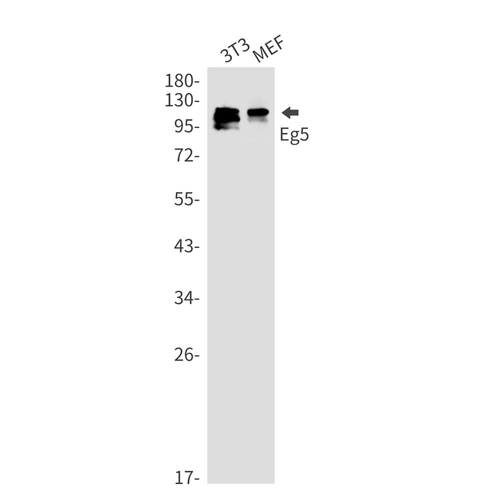 1 - Eg5 Rabbit mAb AP76479