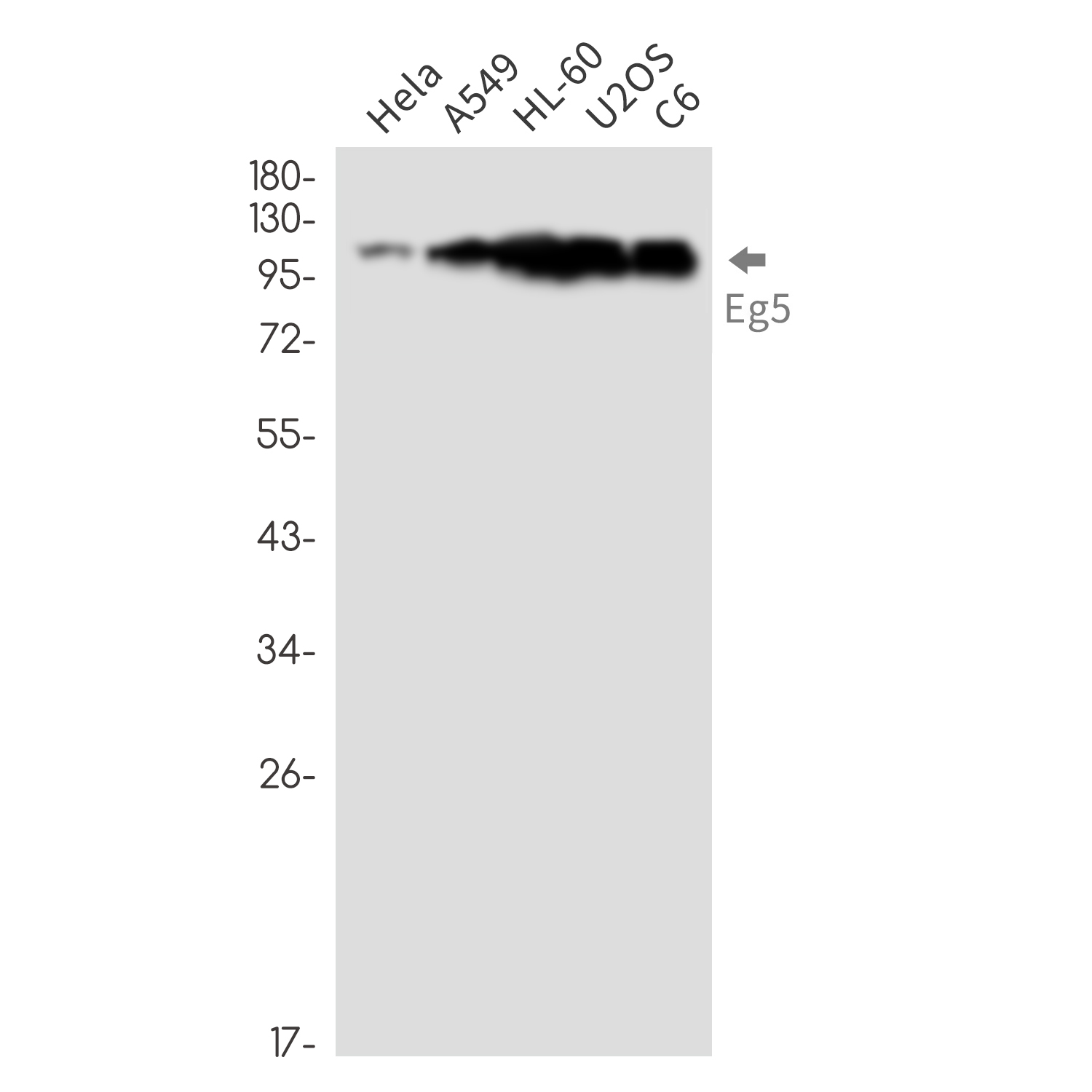 2 - Eg5 Rabbit mAb AP76479