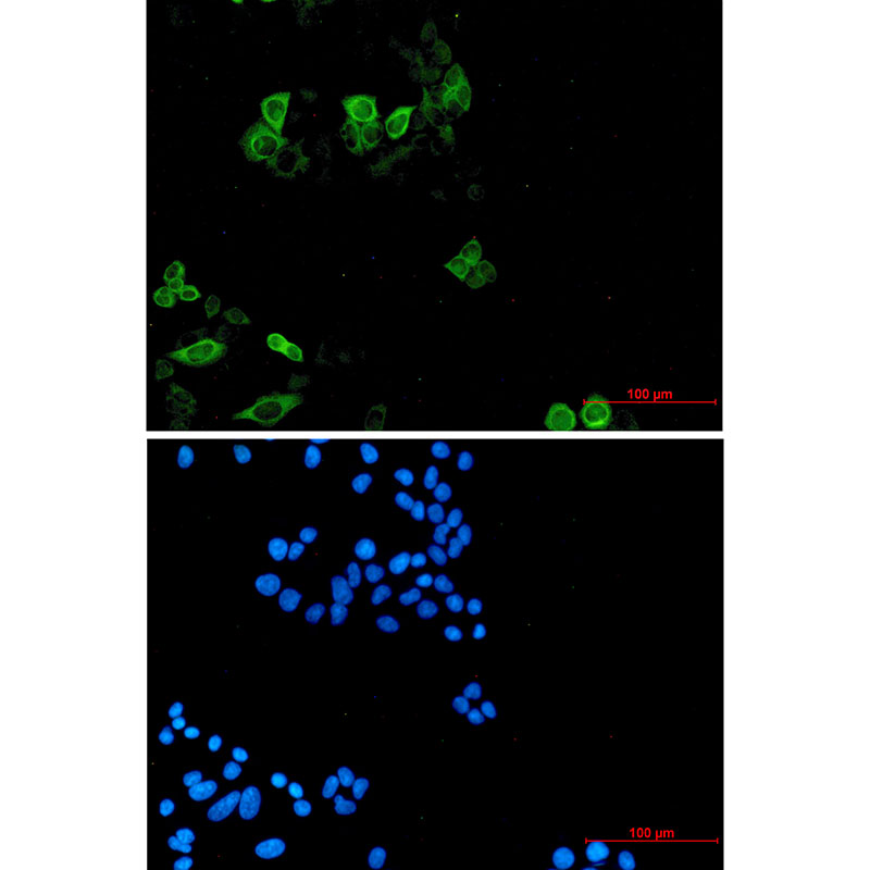 8 - Eg5 Rabbit mAb AP76480