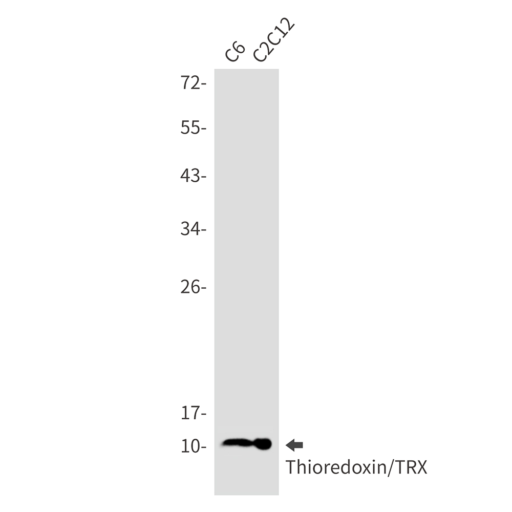 1 - Thioredoxin / TRX Rabbit mAb AP74807