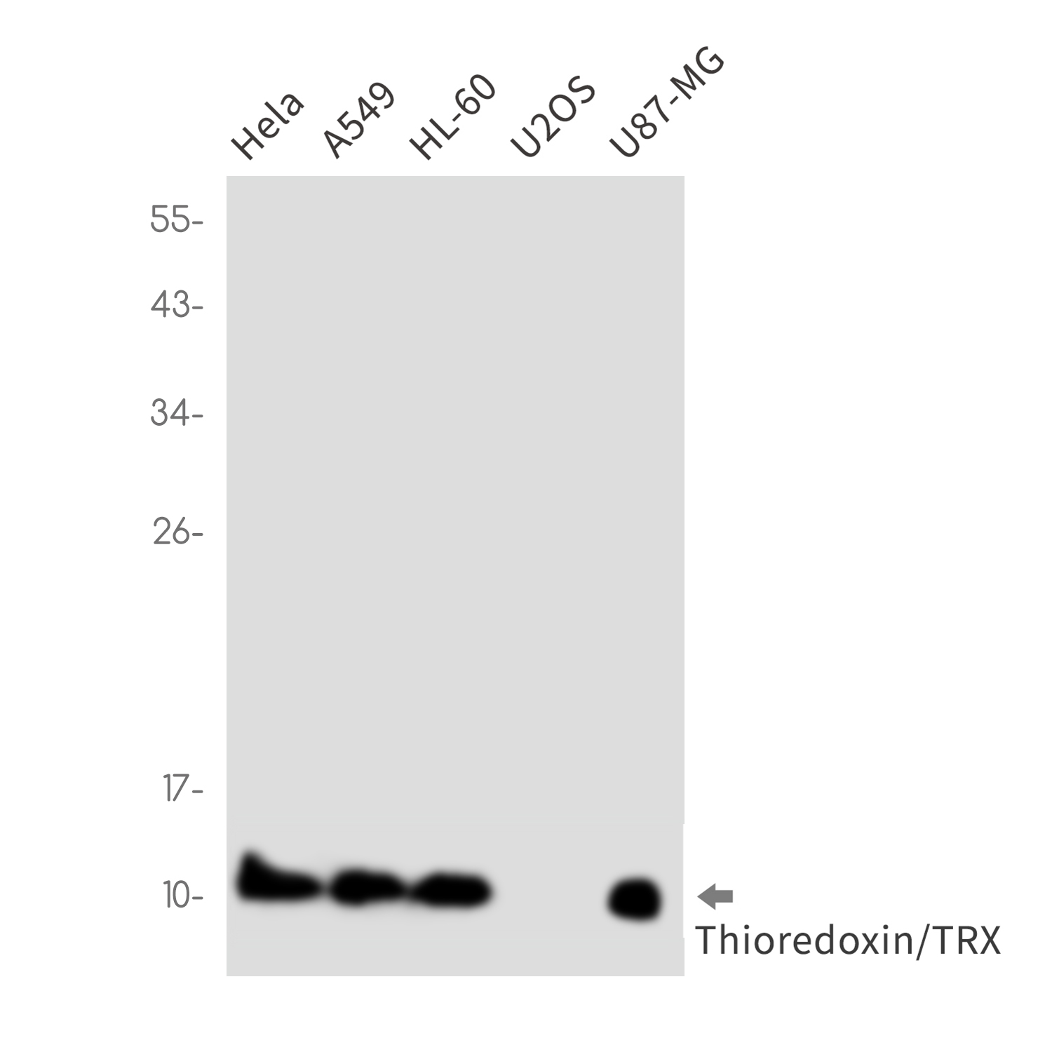 0 - Thioredoxin / TRX Rabbit mAb AP74807