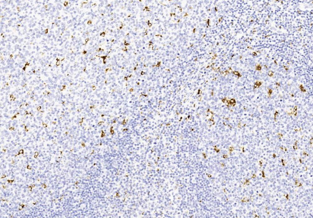 14 - CD68 AD80014