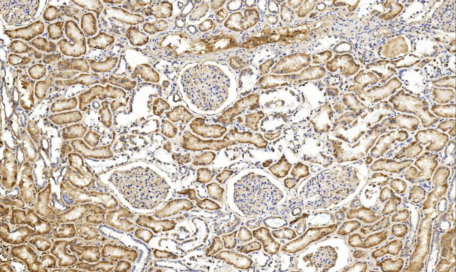 14 - C3c AD80278