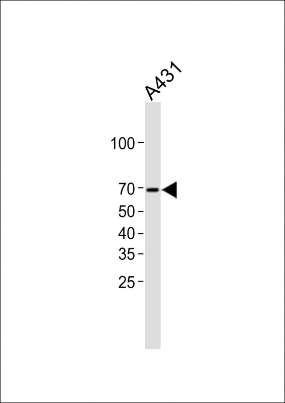 1 - SHP2(Y584) Antibody AP22489a
