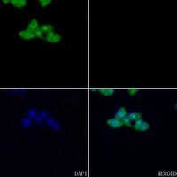 3 - Anti-EEF1B2 Antibody AP50716