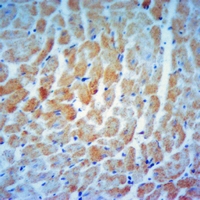 19 - Anti-EEF1B2 Antibody AP50716