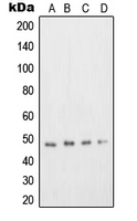1 - Anti-DP2 Antibody AP50717