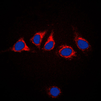 3 - Anti-Calnexin Antibody AP50720