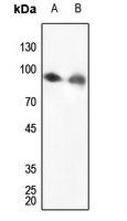 1 - Anti-Calnexin Antibody AP50720