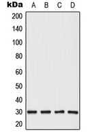 1 - Anti-CBP86 Antibody AP50723