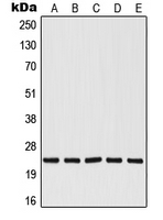 1 - Anti-RALB Antibody AP50724